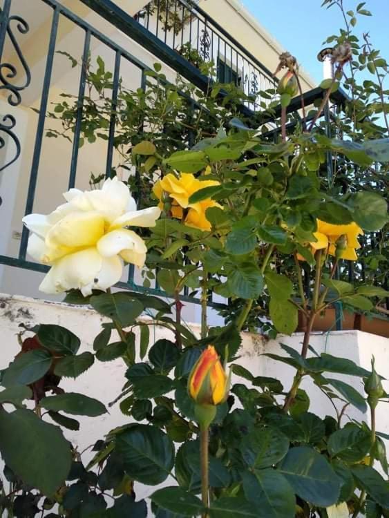Rosegarden Villa Sami  Exteriör bild