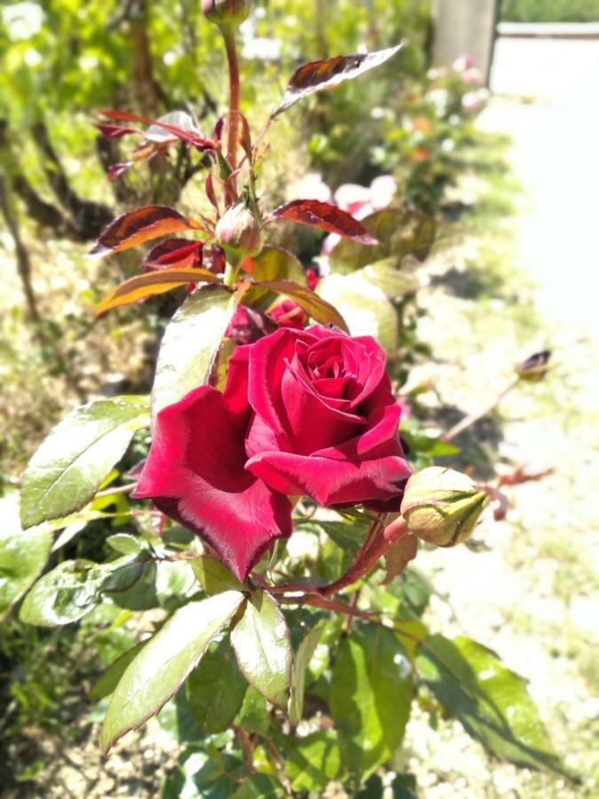 Rosegarden Villa Sami  Exteriör bild